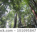 Bamboo grove that I looked up from the bottom 101095847