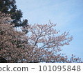 Sakura that shines in the blue sky 101095848