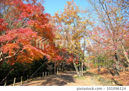 黃葉 鋸齒橡樹 秋葉 Momiji 黃葉 鋸齒橡樹 秋葉 Momiji 101096124