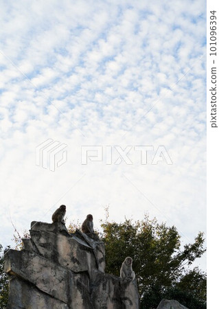 ueno zoo ueno tokyo japan 2019 october animal zoo zoo outdoor exhibit creature gorilla wa ueno zoo ueno tokyo japan 2019 october animal zoo zoo outdoor exhibit creature gorilla wa 101096394