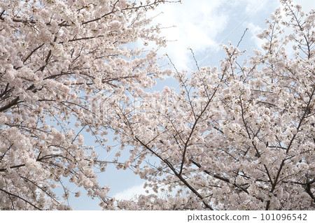 春天盛開的櫻花和柔和的藍天 101096542