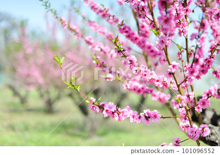 Peach blossoms Peach blossoms 101096552