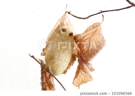 Cocoon of Yamayuga 101096566
