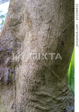 poinciana bark 101096632