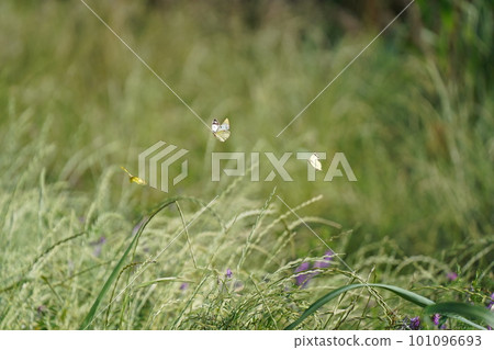 蝴蝶在草叢中飛舞 101096693