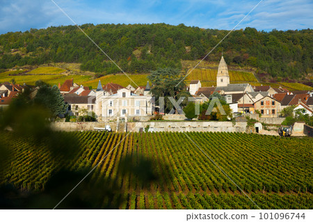 View of famous vineyards near Saint-Aubin 101096744