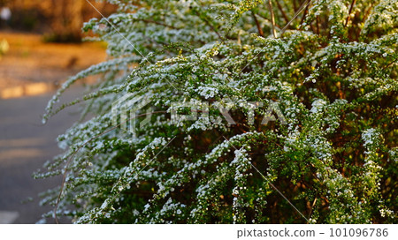 snow willow swaying in the wind 101096786