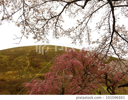 以群山為背景的櫻花盛開 以群山為背景的櫻花盛開 101096881