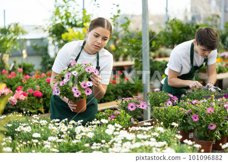 Young salesgirl preparing for sale potted African daisy in greenhouse Young salesgirl preparing for sale potted African daisy in greenhouse 101096882