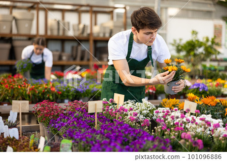 Young salesman inspecting potted gazania in garden shop 101096886