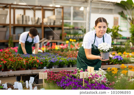 Girl seller of flower supermarket chooses pot with alyssum plant to send to customer 101096893