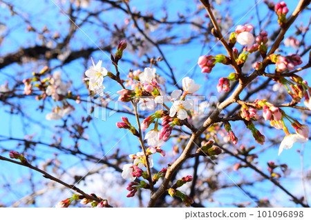 Cherry bud Cherry bud 101096898