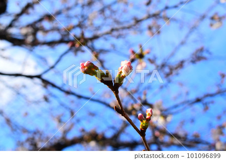 Cherry bud 101096899