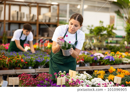 Skilled young female florist caring about potted Armeria Caespitosa flowers in greenhouse Skilled young female florist caring about potted Armeria Caespitosa flowers in greenhouse 101096905