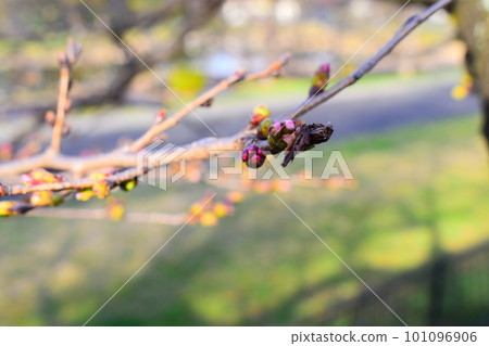 Cherry bud Cherry bud 101096906