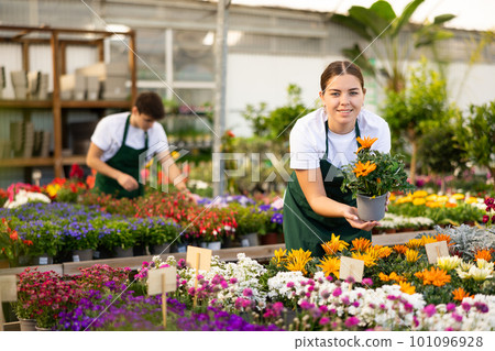 Young salesgirl arranging pots with blooming gazania in garden store Young salesgirl arranging pots with blooming gazania in garden store 101096928