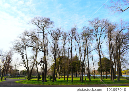 trees in the park trees in the park 101097048