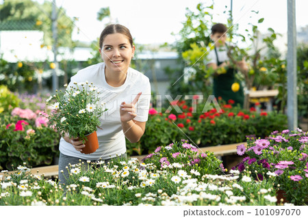 young client woman chooses flowering Argenantemum seedlings to decorate front garden 101097070