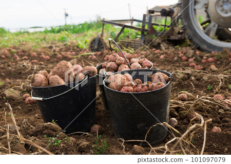 Potatoes in buckets on field 101097079