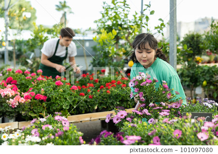 Dreamy young Asian female consumer choosing Osteospermum Ecklonis flower in pot in garden market Dreamy young Asian female consumer choosing Osteospermum Ecklonis flower in pot in garden market 101097080