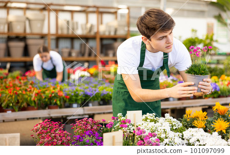 Young garden market salesman checking blooming Armeria maritima Young garden market salesman checking blooming Armeria maritima 101097099