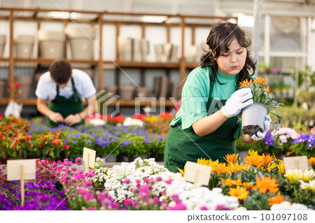 Skillful young Asian woman, botanist checking flower petals while holding potted Cazania in glasshouse 101097108