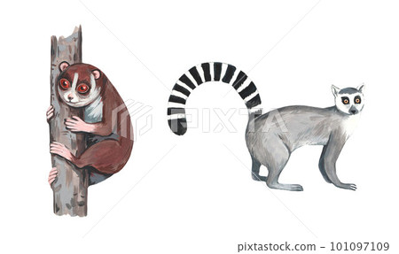 Ring tail lemur and lory on the branch. Realistic watercolor illustration isolated on white background. 101097109