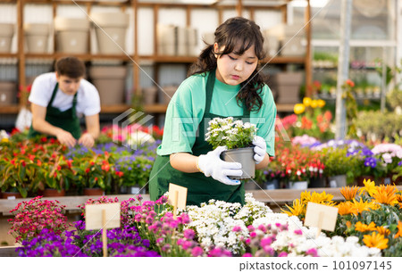 Young Asian girl greenhouse worker checking potted Iberis Young Asian girl greenhouse worker checking potted Iberis 101097145