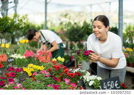 Positive young woman choosing potted Petunia flowers for house while shopping in greenhouse 101097202