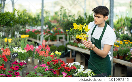 Young greenhouse worker preparing potted petunia for sale Young greenhouse worker preparing potted petunia for sale 101097245
