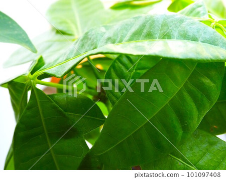 pachira leaf 1 pachira leaf 1 101097408