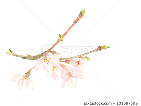 Illustration of a branch of cherry blossoms drawn in watercolor White background Transparent background Copy space 101097599