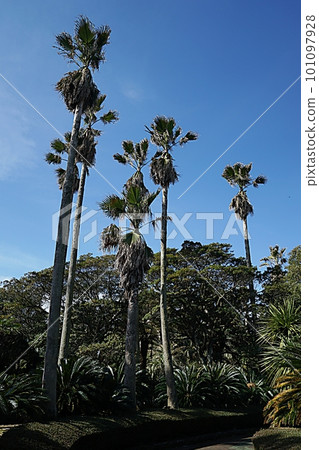 Jeju landscape Jeju landscape 101097928