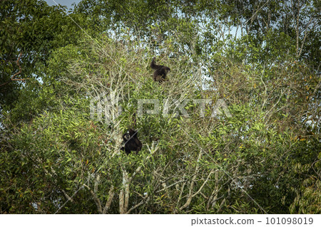 couples of white hand gibbon in khaoyai national park thailand couples of white hand gibbon in khaoyai national park thailand 101098019