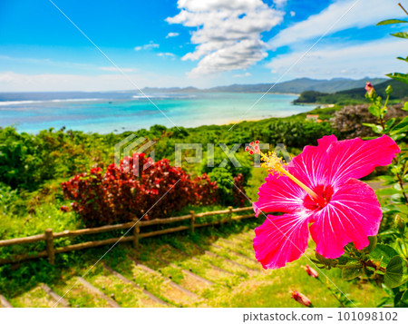 芙蓉和大海 芙蓉和大海 101098102