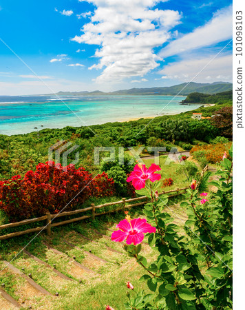 Hibiscus and the sea Hibiscus and the sea 101098103