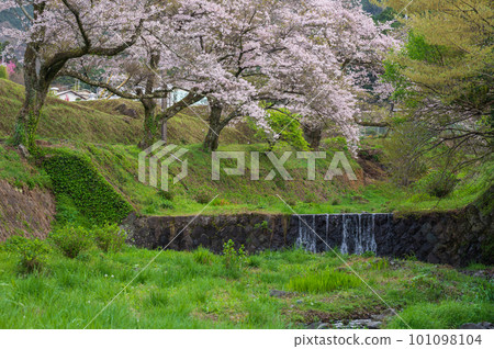 Cherry blossom trees blooming along the river Kuzunoha River tributary Cherry blossom trees blooming along the river Kuzunoha River tributary 101098104
