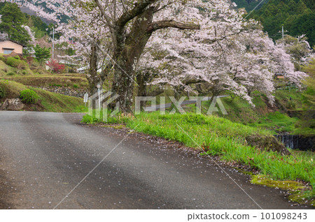Road lined with cherry blossom trees Bodhi, Hadano City Road lined with cherry blossom trees Bodhi, Hadano City 101098243
