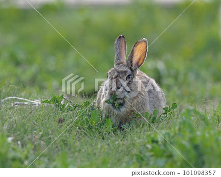 Cottontail rabbit eating grass in spring meadow 101098357
