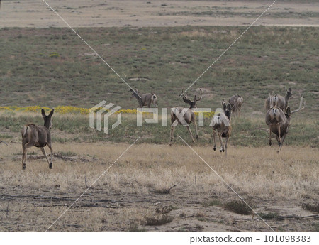 Rear view of a herd of deer running through a meadow in spring Rear view of a herd of deer running through a meadow in spring 101098383