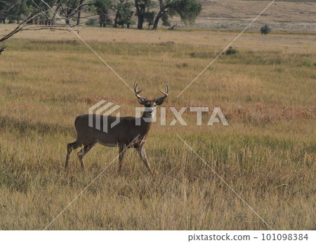 A young male white-tailed deer standing in a spring meadow A young male white-tailed deer standing in a spring meadow 101098384