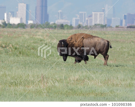 A single bison walks through a meadow with downtown buildings in the background A single bison walks through a meadow with downtown buildings in the background 101098386