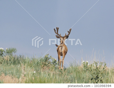 Rear view of a male mule deer walking up a hill Rear view of a male mule deer walking up a hill 101098394