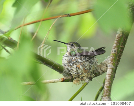 A female Hummingbird laying eggs in a nest 101098407