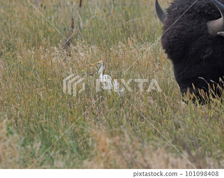 The face of an American bison and a cattle egret in front of it 101098408
