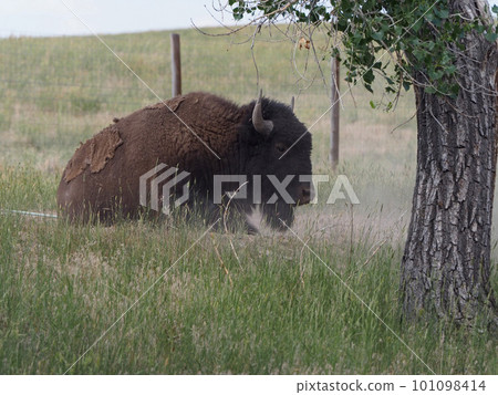 American buffalo resting on the grass 101098414