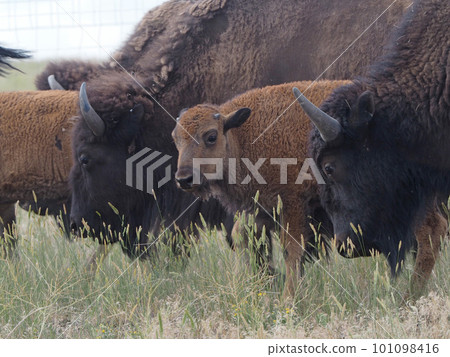 Parent and child of American bison Parent and child of American bison 101098416