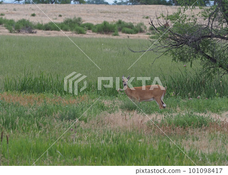A female white-tailed deer standing in a meadow A female white-tailed deer standing in a meadow 101098417