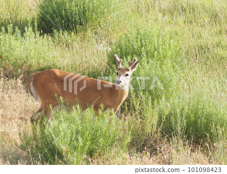 A young male white-tailed deer poses in a meadow A young male white-tailed deer poses in a meadow 101098423