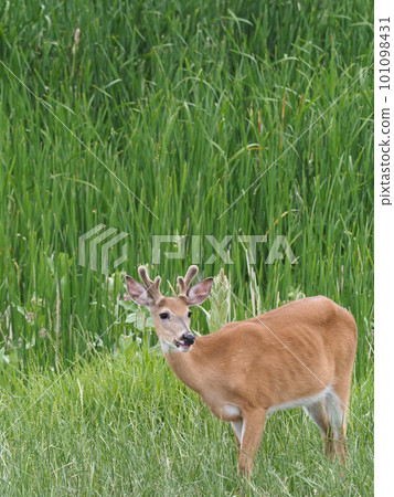 A male white-tailed deer eating grass in front of a cattail field A male white-tailed deer eating grass in front of a cattail field 101098431